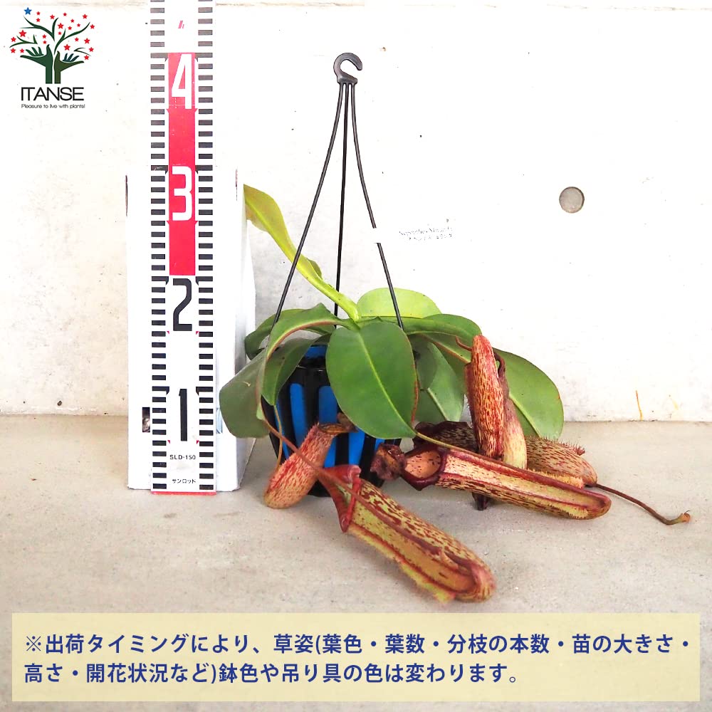 Amazon.co.jp: ネペンテス ミランダ 5号吊り鉢【品種で選べる食虫植物