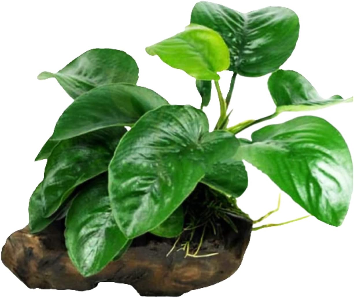 Mainam Anubias Barteri 'Butterfly' on Driftwood Freshwater Easy Live Aquarium Plant Decorations 3 Days Guarantee