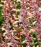 Live Plant from Green Promise Farms - Proven Winners, Agastache x Meant to Bee Queen Nectarine, Annise Hyssop, Peach Flowers - #1 Gallon Size Container