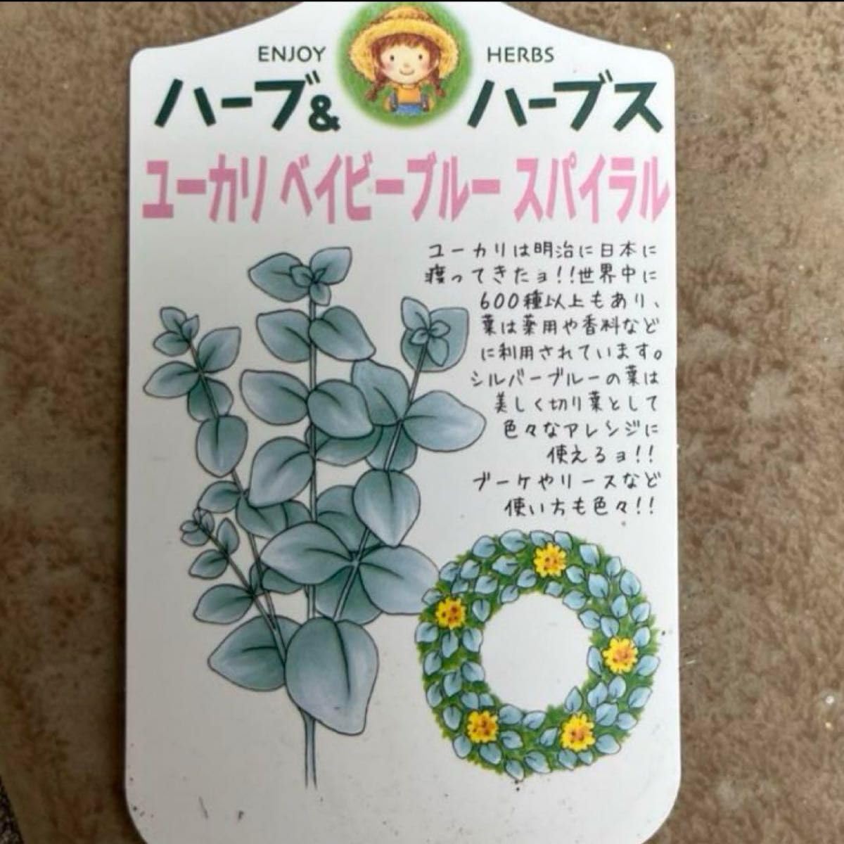 Amazon.co.jp: ① ユーカリ ベイビーブルー スパイラル 苗 抜き苗 品種