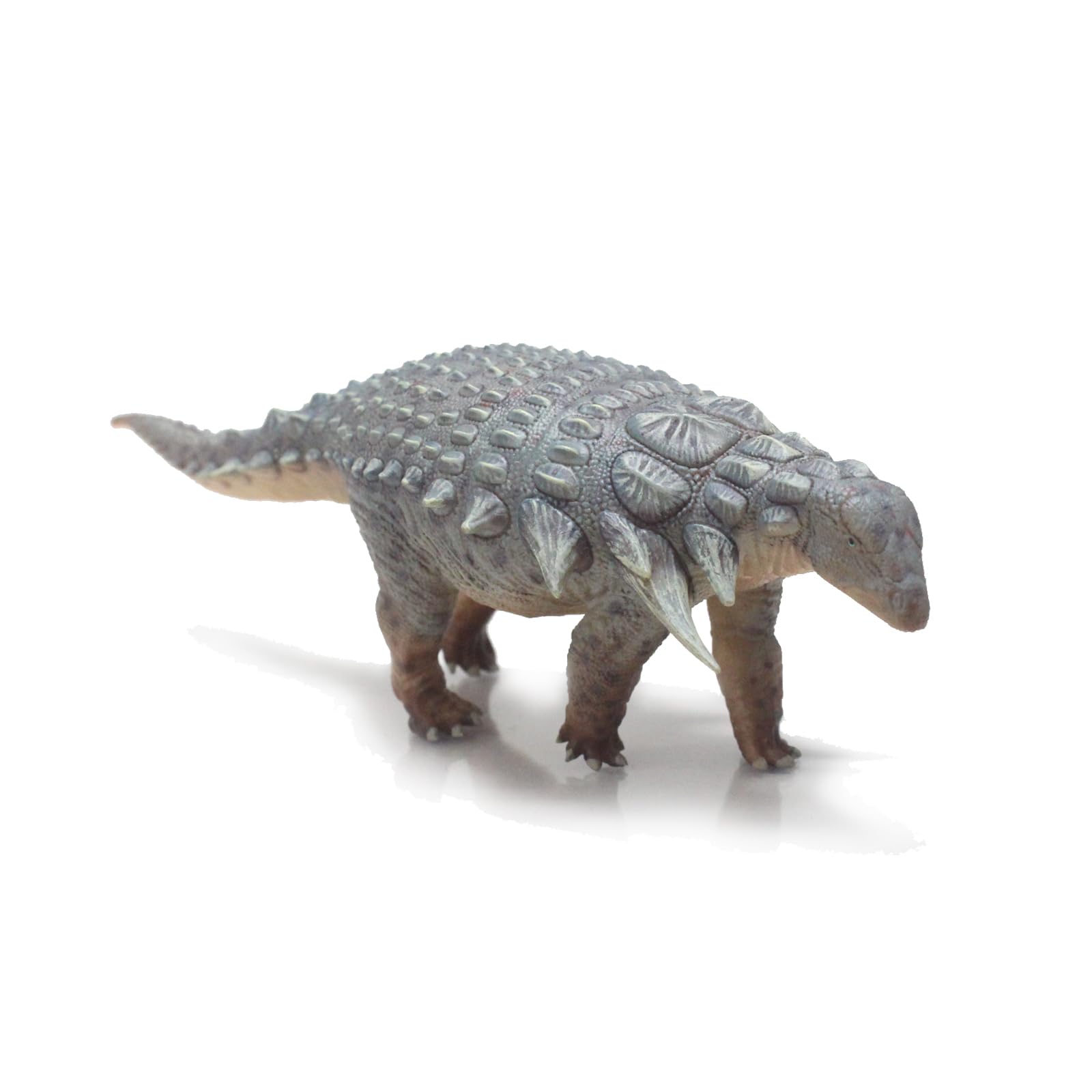 HAOLONGGOOD Edmontonia (Jiezhen)