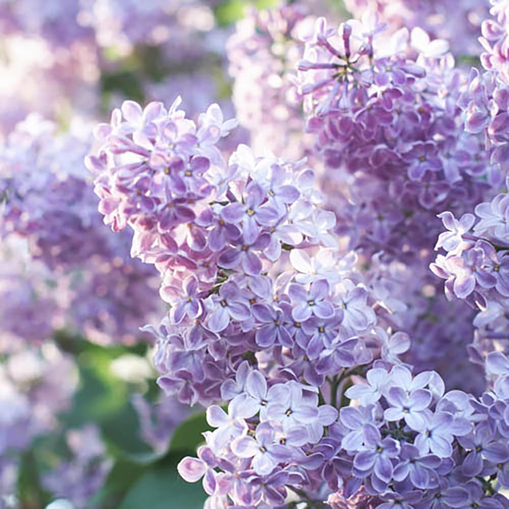 YouGarden Lilac 'Katherine Havemeyer', Established Plant in 15cm Pot, Ready to Plant Syringa vulgaris, Spring to Summer Flowering Shrub with Fragrant Flowers