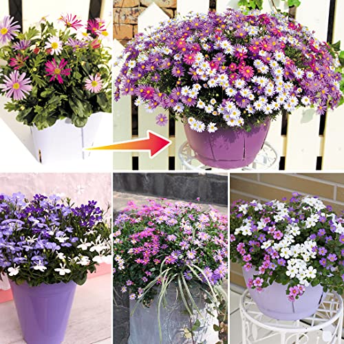 花苗 3色花苗カラーズセット 3種3ポット / 国華園 25年春商品