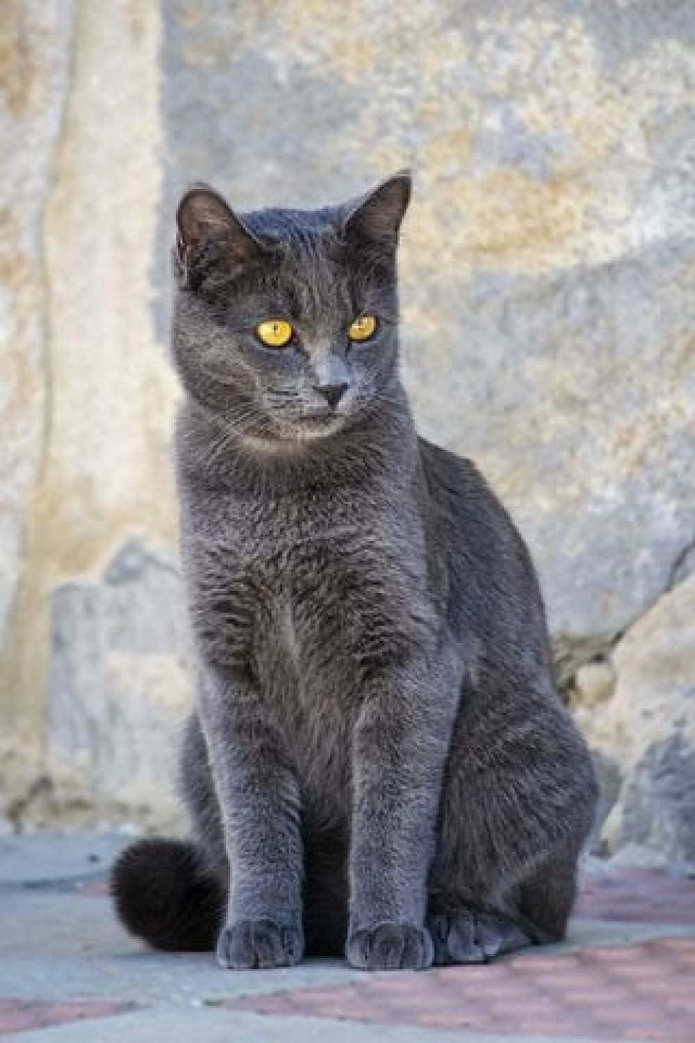 Stamped Cross Stitch Kits Pre-Printed Pattern Cross-Stitching for Adults Beginners and Kids Russian Blue cat Animal DIY Embroidery Crafts Needlepoint Kit for Home Decor Gift(16x20Inch) 11ct