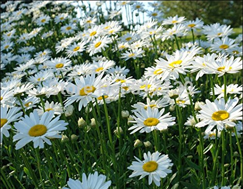 Amazon.com : New Home Garden Plant 100 Seeds OX EYE DAISY