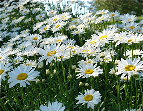 New Home Garden Plant 100 Seeds OX EYE DAISY Marguerite Chrysanthemum Leucanthemum Flower Seeds