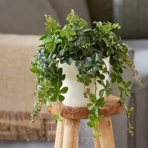 Plant Theory 20cm Cissus Striata Parthenocissus Indoor Trailing Plant 12cm Pot