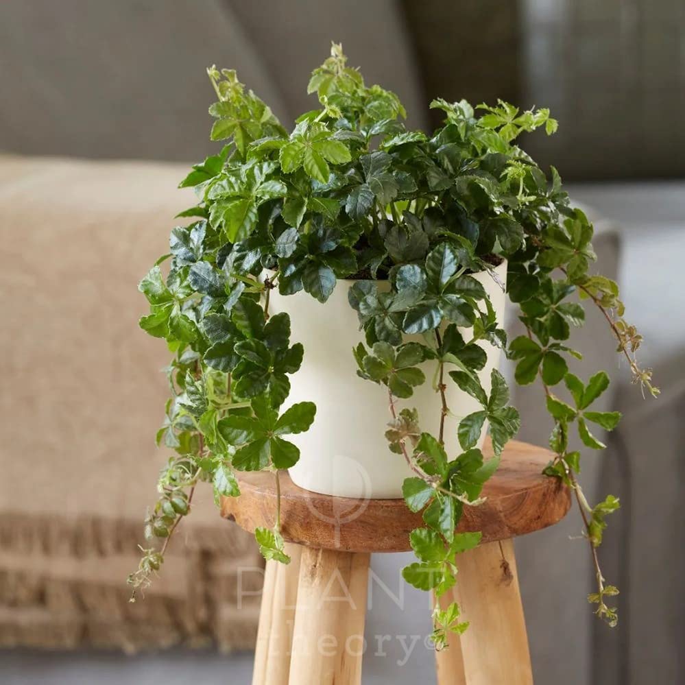 Plant Theory 20cm Cissus Striata Parthenocissus Indoor Trailing Plant 12cm Pot