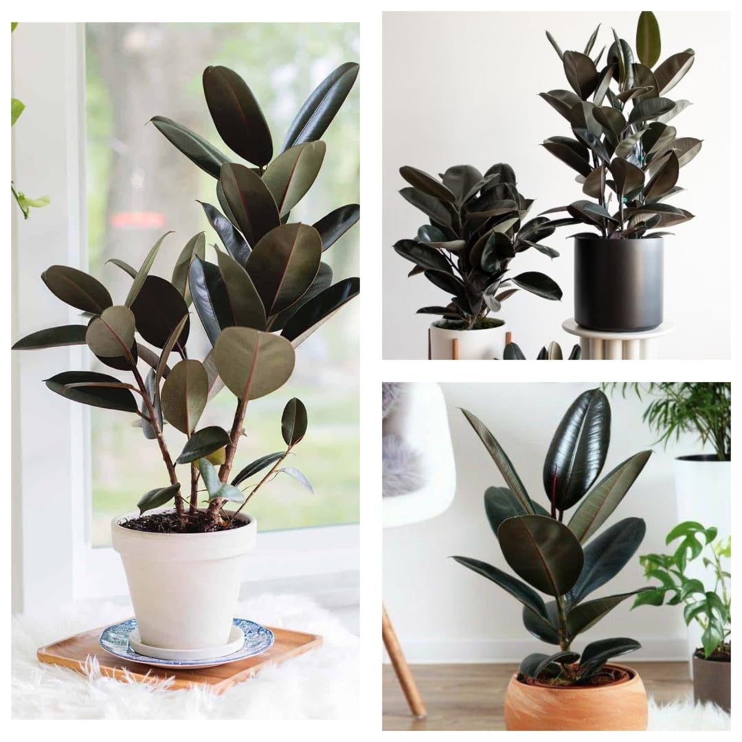 string of buttons succulent String of Buttons 'Crassula Perforata' 2" Pot