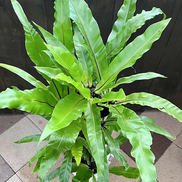 Amazon｜おしゃれ 観葉植物：オオタニワタリ ヘゴ板付 8号 プラポット