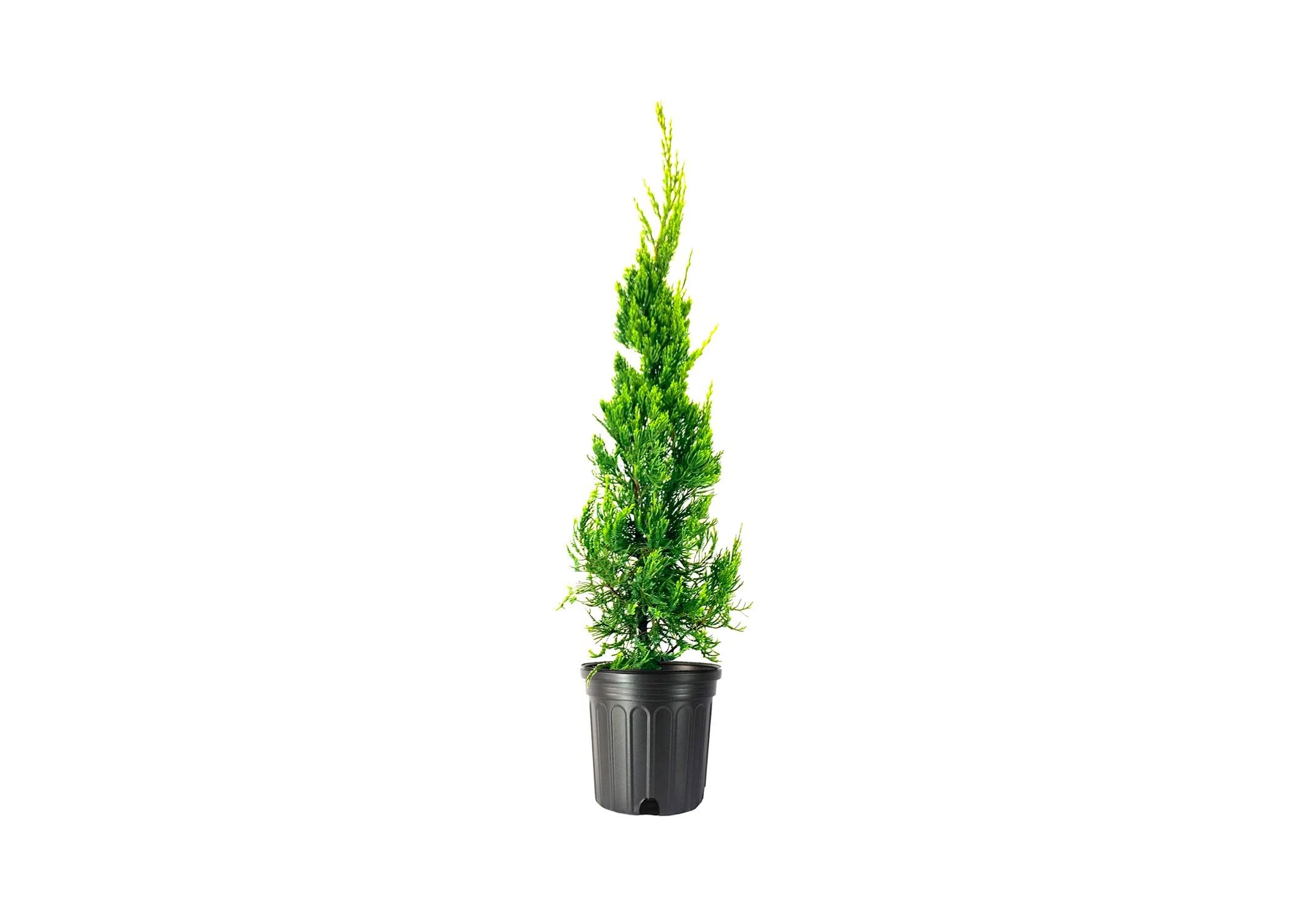Hollywood Juniper | Juniperus Chinensis Torulosa | 3 Live Gallon Size Trees | Drought Tolerant Cold Hardy Evergreen Plant