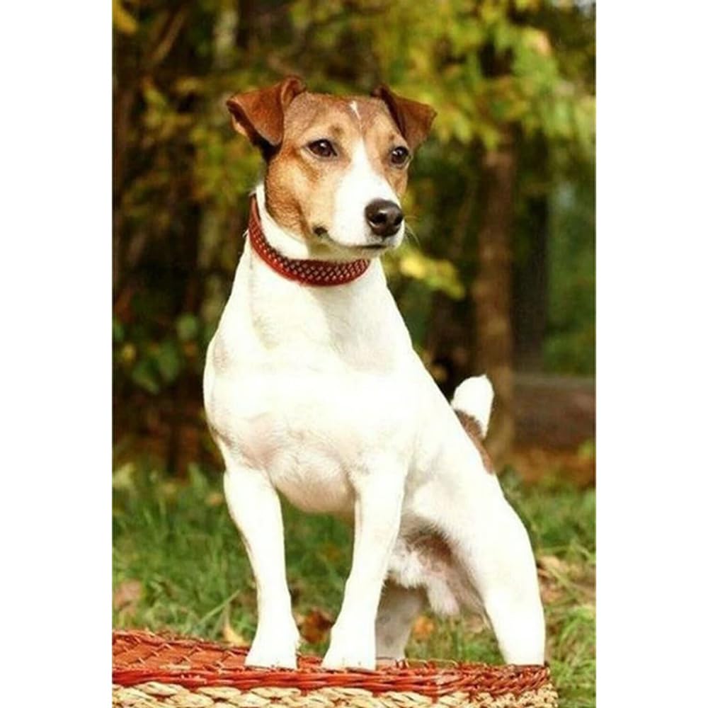 1000（75x50cm）‑Piece Adult Jigsaw Puzzle, Jack Russell Terrier & Cave Foxhound Pet Dog, UK, Suitable for Adult Stress Relief, Leisure Games and Home Wall Decoration
