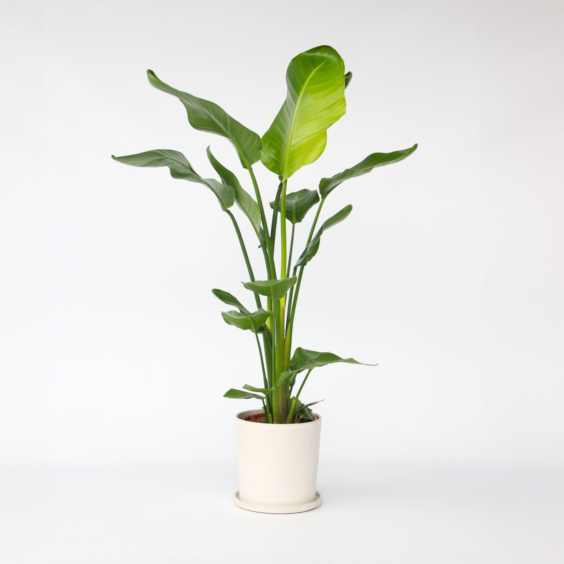 Plant in a Box - Strelitzia Nicolai - Paradiesvogelpflanze - Höhe 90-110cm - Topf 21cm - Strelitzie Grüne Zimmerpflanze
