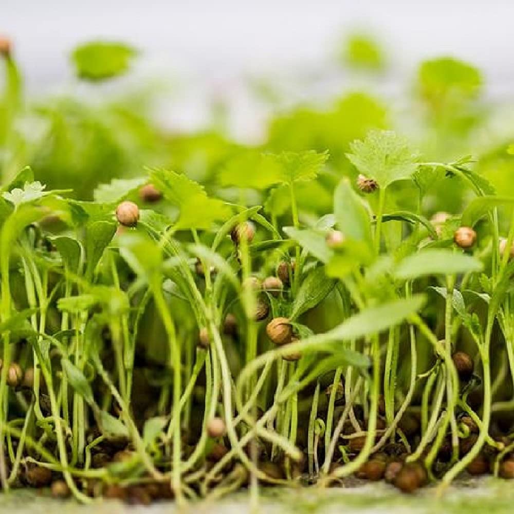 Organic MICROGREEN Coriander (Whole) - 1 Kg