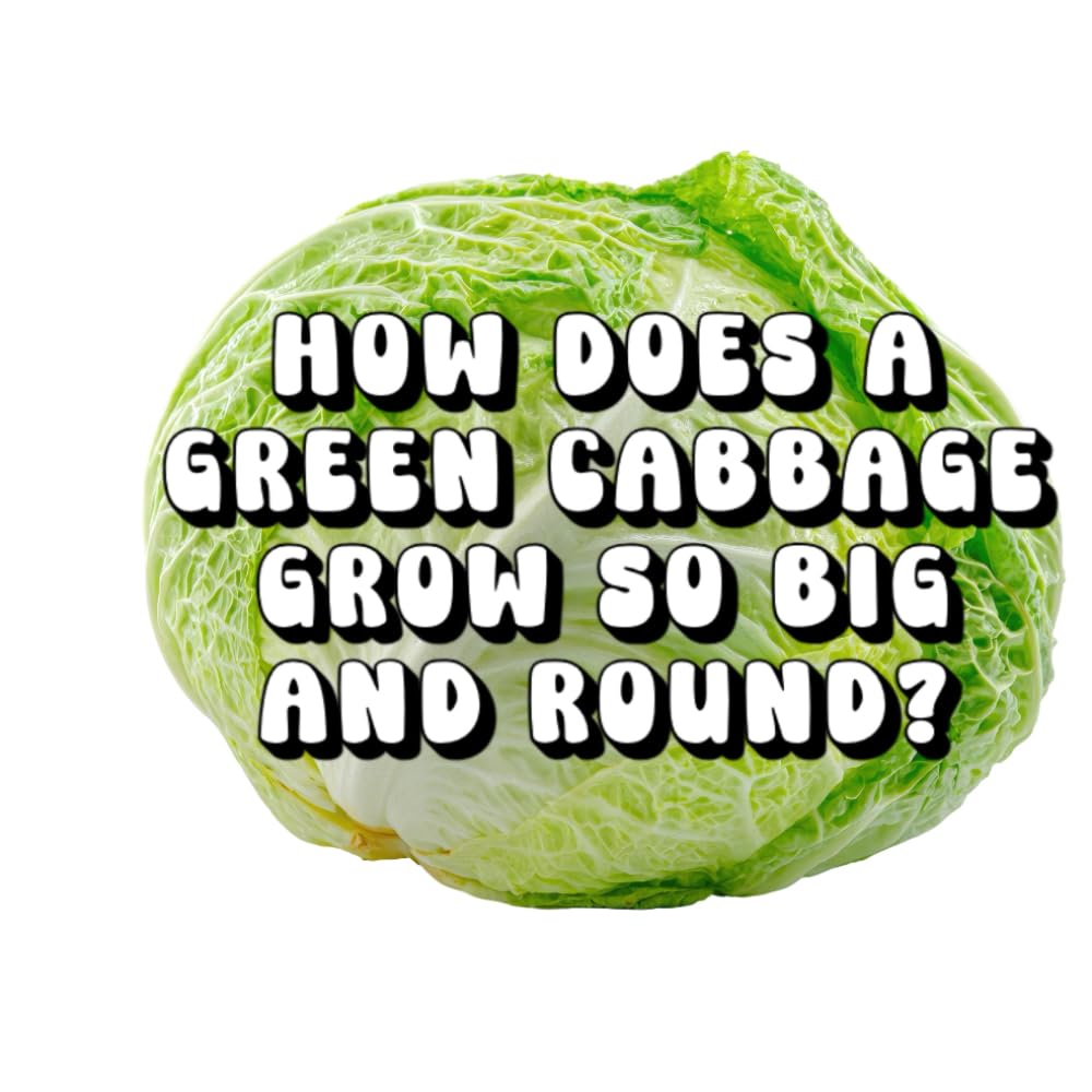 How Does a Green Cabbage Grow So Big and Round?