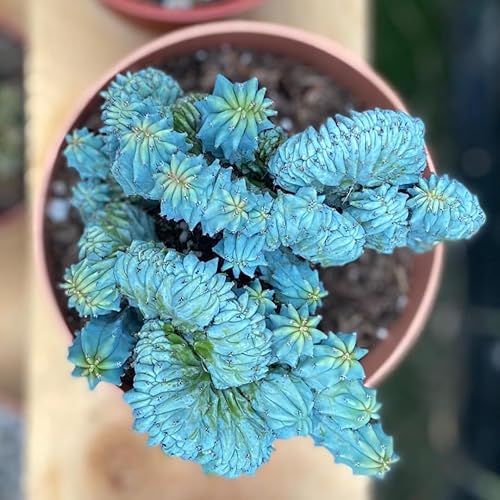 Miniatura 6 de Blue Candle - Planta viva rizada de cactus en maceta de 4 pulgadas, suculenta de cactus azul raro para decoración del hogar, cultivo en interiores y