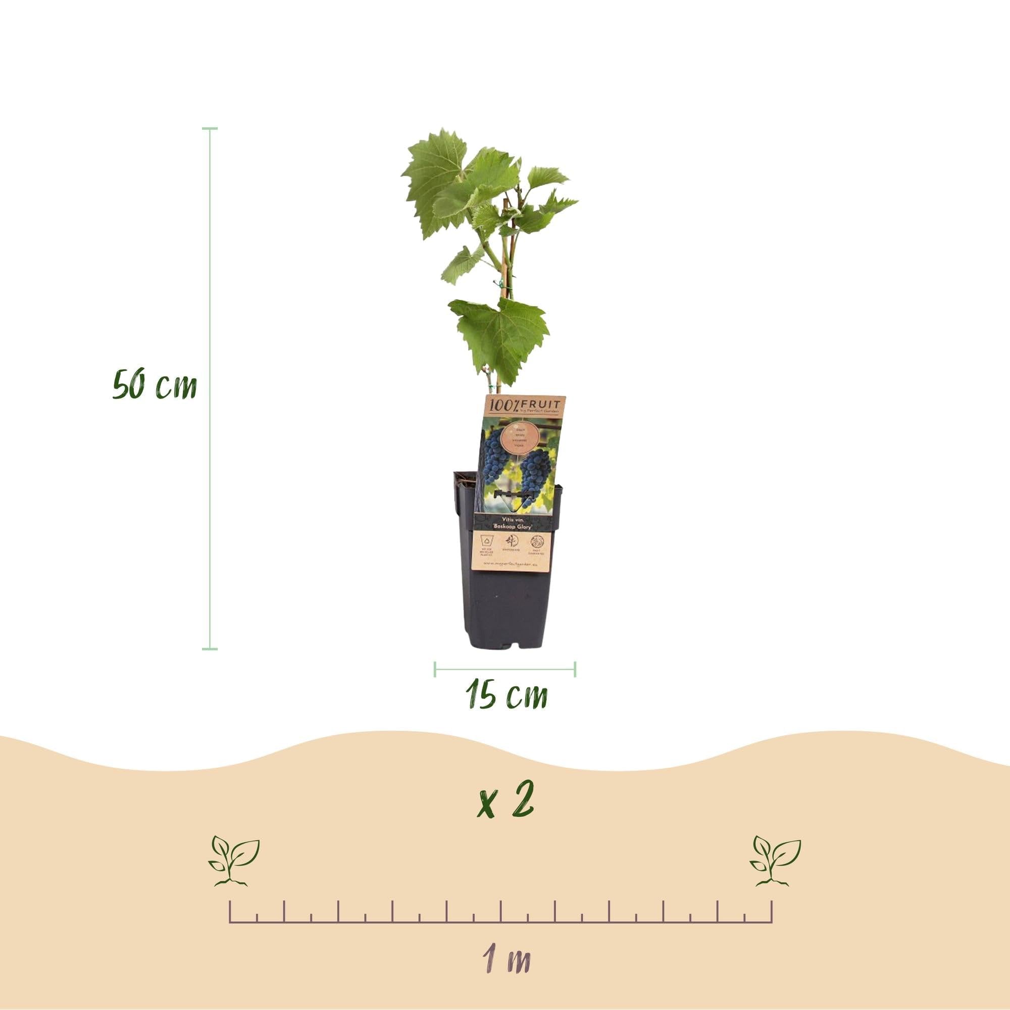 Winorośl – niebieskie winogrona – Vitis vinifera Boskoop Glory – 2 rośliny – roślina owocowa – doniczka 15 cm wysokość 50 cm