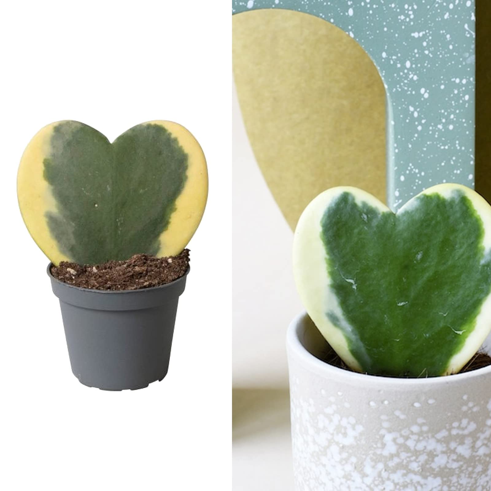 Carbeth Plants Hoya kerrii 'Variegata' in 5.5cm Pot (3 Plants)