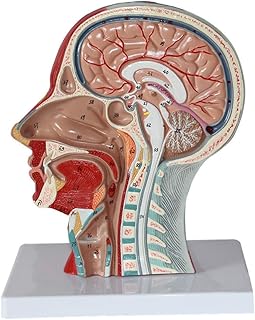 Teaching Model, Scientific Human Anatomy - Human Skull Head Neck Anatomical Model - Sagittal Plane Superficial Muscle Nerve Model Musculoskeletal Anatomy Human Teaching Model Anatomy Biology Teaching