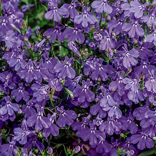 Lobelia erinus Seeds 'Crystal Palace' Half-Hardy Summer Annual Flowering Garden Plants Easy to Grow Your Own at Home Ideal for Beds and Containers 1 Packet of 1000 Lobelia Seeds by Thompson and Morgan