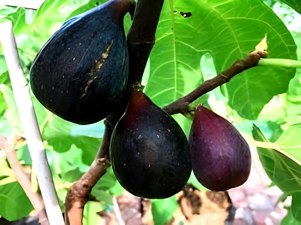 SEILOZBUNIA FARM- Black Mission Fig Plant tree -Air Layered (1 Plant)|| for home garden plant outdoor plant (B0CYP7CYC1) Amazon Price History, Amazon Price Tracker