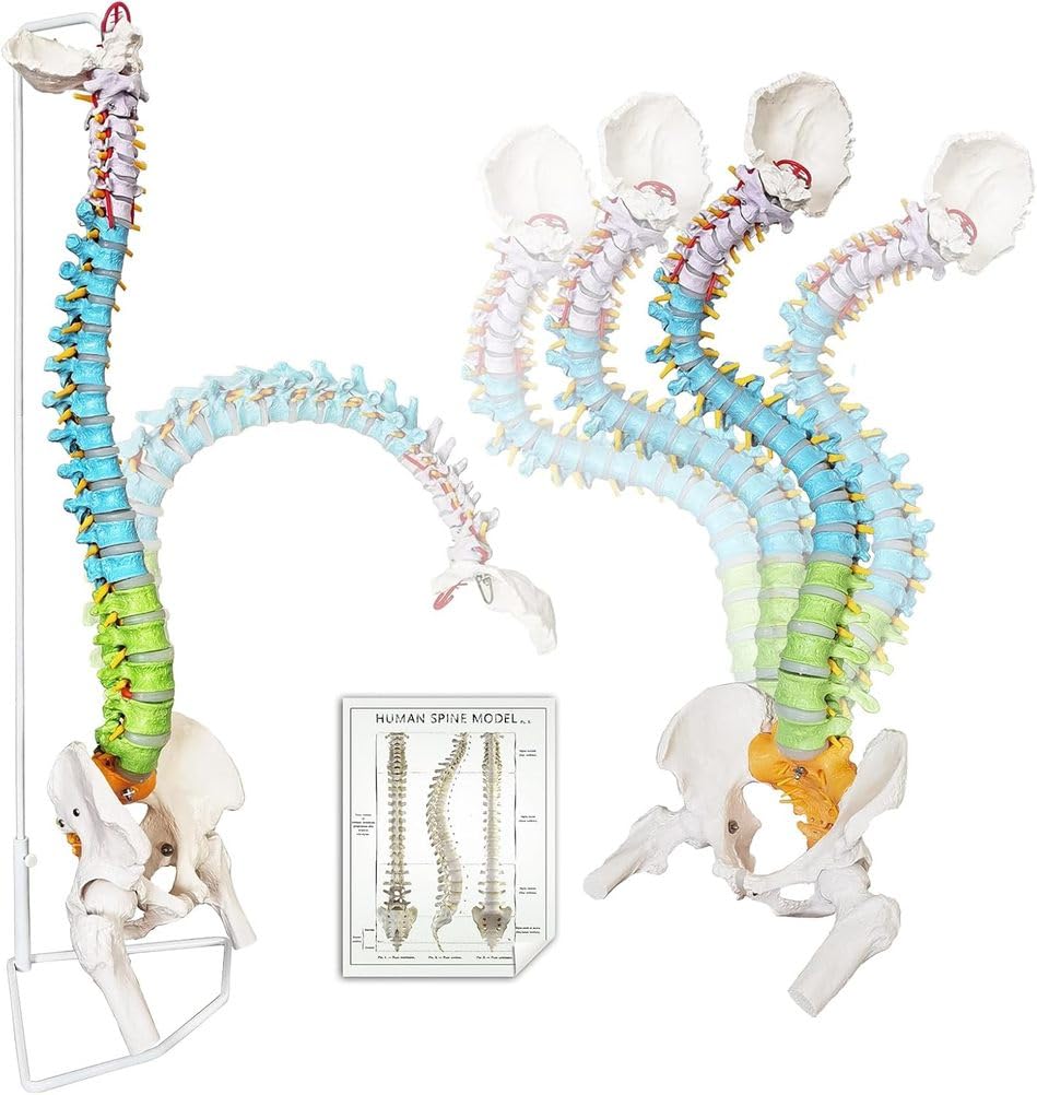 Modelo de columna vertebral humana de tamaño real, médula espinal anatómica de 34.6 pulgadas con soporte, codificado para regiones cervical, torácica, lumbar para estudiantes de medicina y