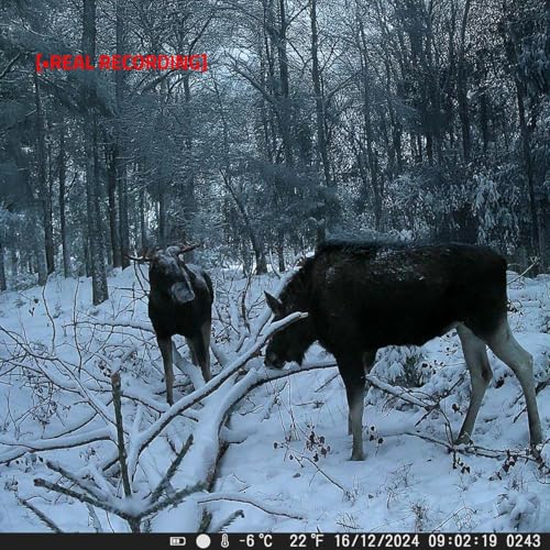 Wildlife Kamera - 4K@10fps - 50 MPixel - 5 MPixel CMOS - IP65 - Schwarz No-Glow IR - Nachtsicht - Blickwinkel: 60 ° - Bewegungssensor - Erfassungswinkel: 130 ° - Erfassungsbereich: 20 m