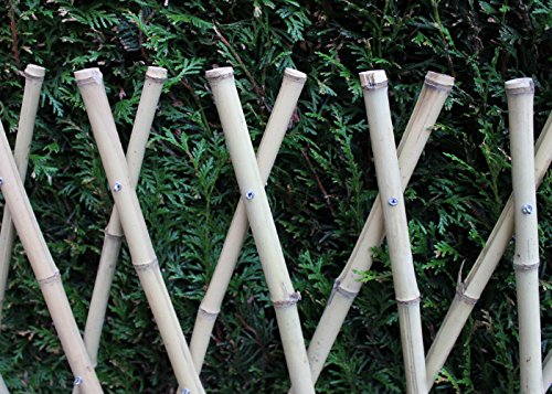 Bambus Scherengitter Bambuszaun Rankgitter : Amazon.de: Garten