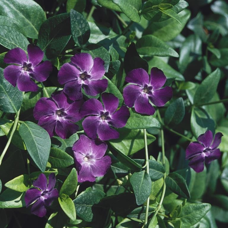 Vinca Minor ‘Bowles Purple’ – Evergreen Ground Cover Periwinkle by Park Farm Plants