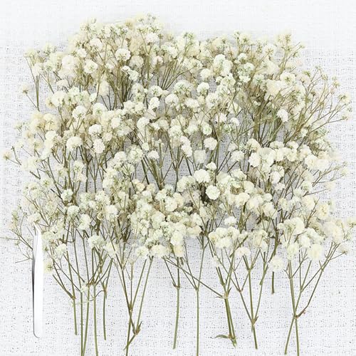 Schleierkraut Getrocknet Weiß 100 Stück Trockenblumen Schleierkraut Mit Pinzette Natürliche Getrocknete Blumen Für DIY Hochzeitsdeko Harzschmuck Bastelprojekte