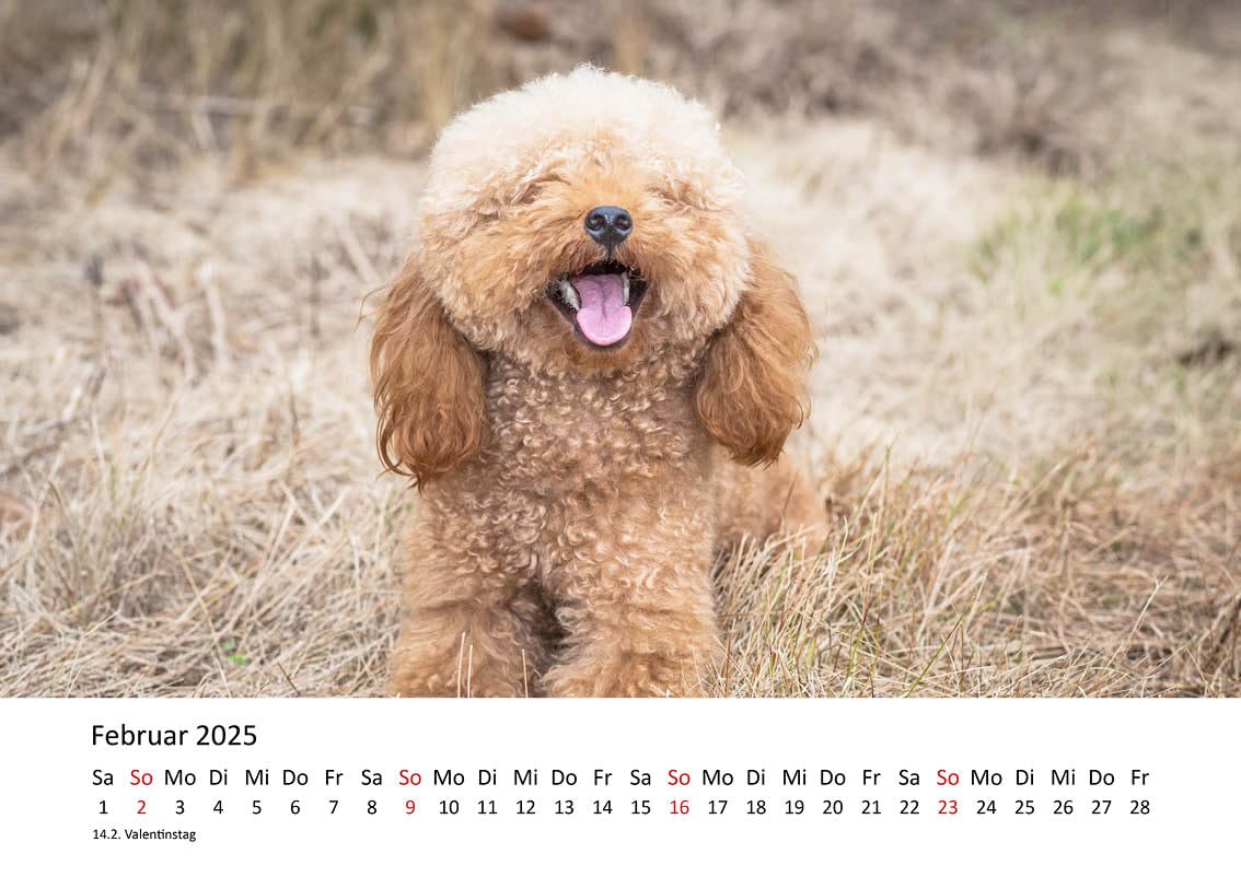 Edition Seidel Calendario Premium De Pastor Alemán 2025