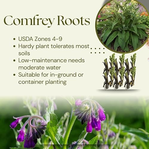 Miniatura 3 de 12 Live Comfrey Roots, Comfrey Rhizomes, 3-6 Inches Tall, Perennial Herb for Planting