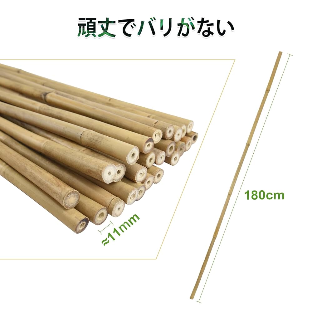 女竹　篠竹　11本セット 女竹 篠竹 11本セット