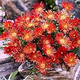 Red Delosperma Ice Plant, Hardy Perennial Succulent Live Plant, Ground Cover Outdoor Garden 5-10 Inches