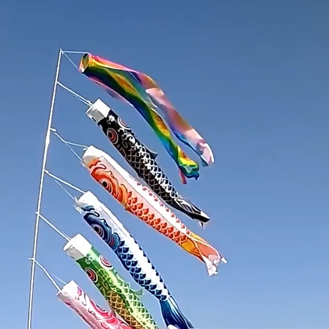 Amazon | 鯉のぼり 5匹セット 伝統的な 日本の節句飾り カラフルな