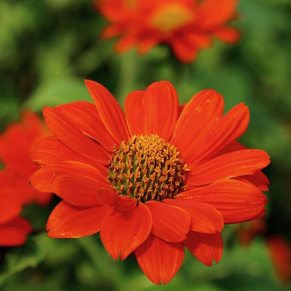 Tithonia Flower Bulbs Mix Color for Home Gardening & All Season (5 Bulbs) By Zabbus-image-29