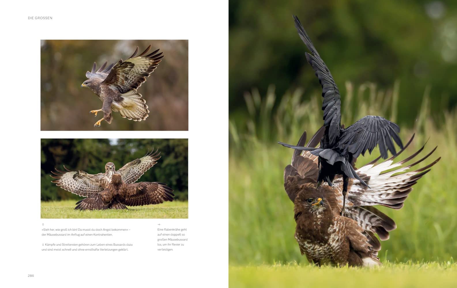 Die magische Welt unserer Vögel: Die heimische Vogelwelt ganz neu entdecken und schützen (BLV Vögel)