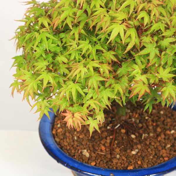 Amazon.co.jp: 遊恵盆栽：特選清姫もみじ(瀬戸焼青鉢)*bonsai : DIY