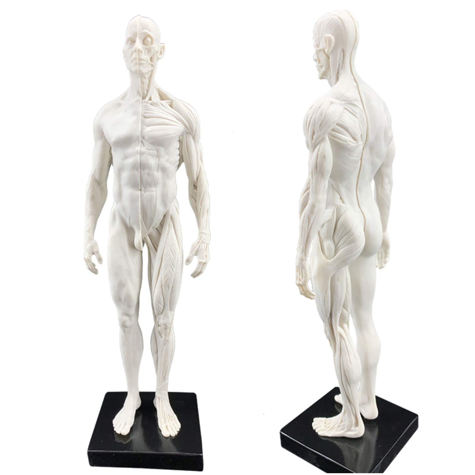 YNIYUJKL 30Cm / 11.8Inch Male Anatomy Figure - Human Anatomical Muscle Bone Model - Resin Material Human Body Musculoskeletal Anatomical Model - For Art Mannequin,Artist Drawing Study,