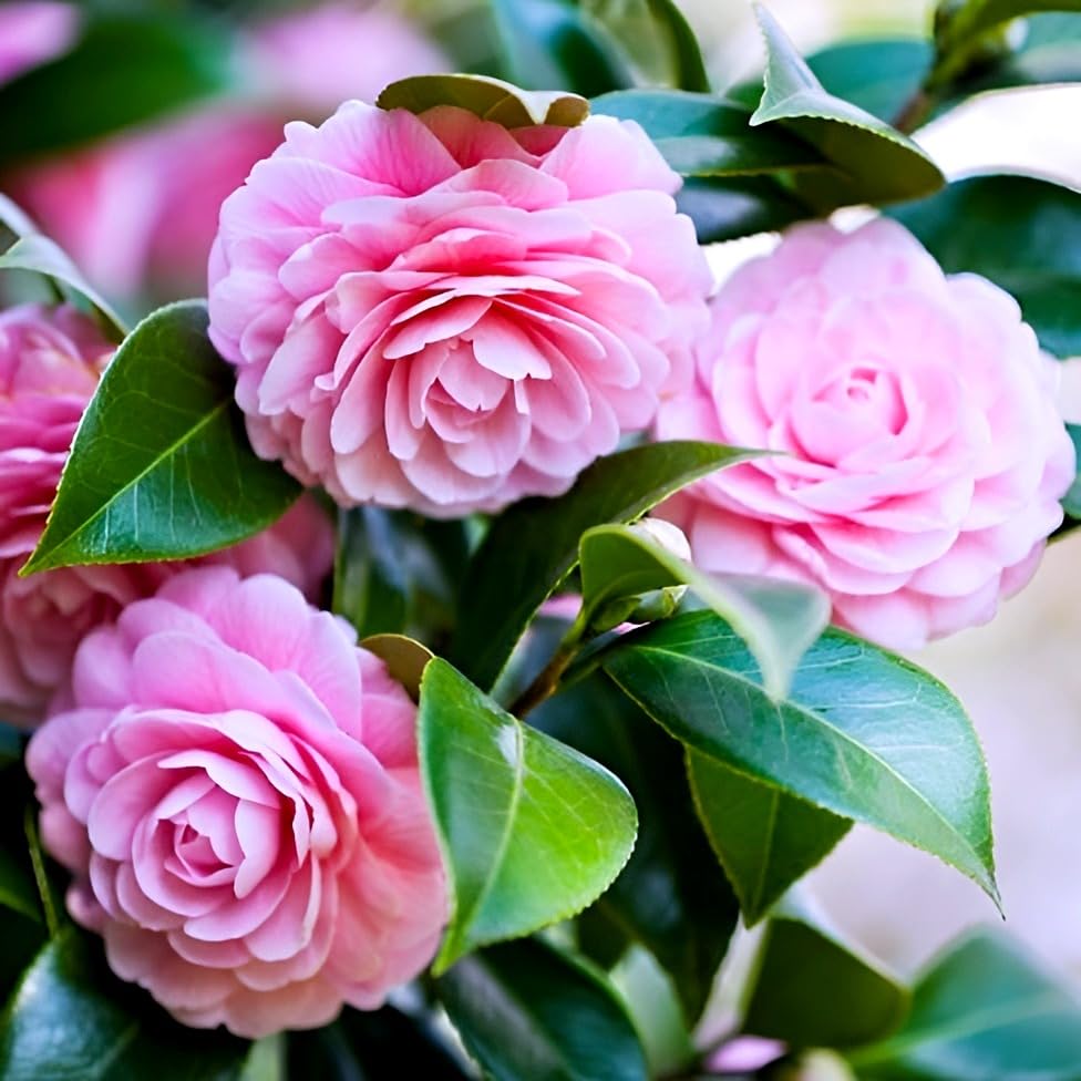 Image of Double Petal Pink Camellia Flower Live Plants (Without Pot)| Most Beautiful Live Plant| Ideal for Home Gardening Outdoor and Indoor Planting | Natural and Organic