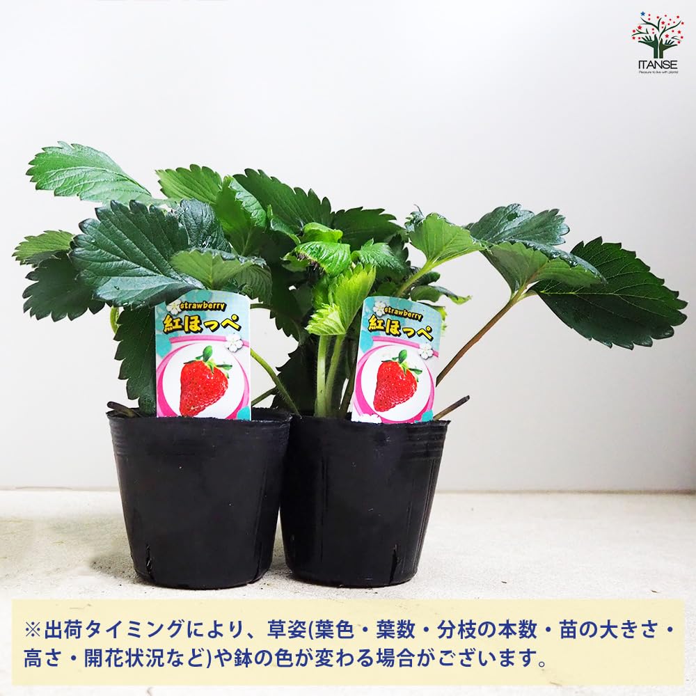 【蘭ちゃん】いちご苗　紅ほっぺ　3寸ポット入り　54本 蘭ちゃん様専用】いちご苗 紅ほっぺ 3寸ポット入り 54本 - メルカリ
