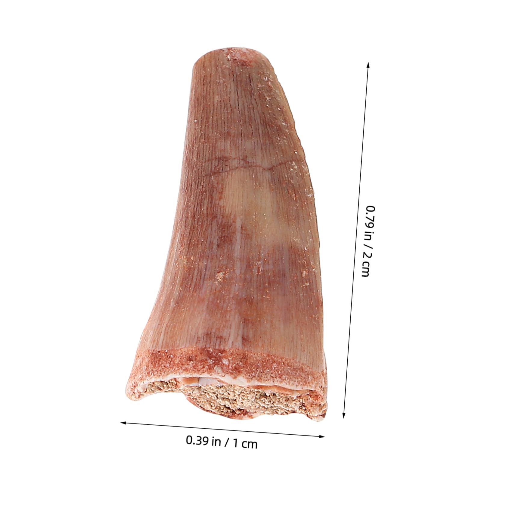 BESPORTBLE Education Genuine Fossilized Dinosaur Tooth Model for Dino Lovers Museums