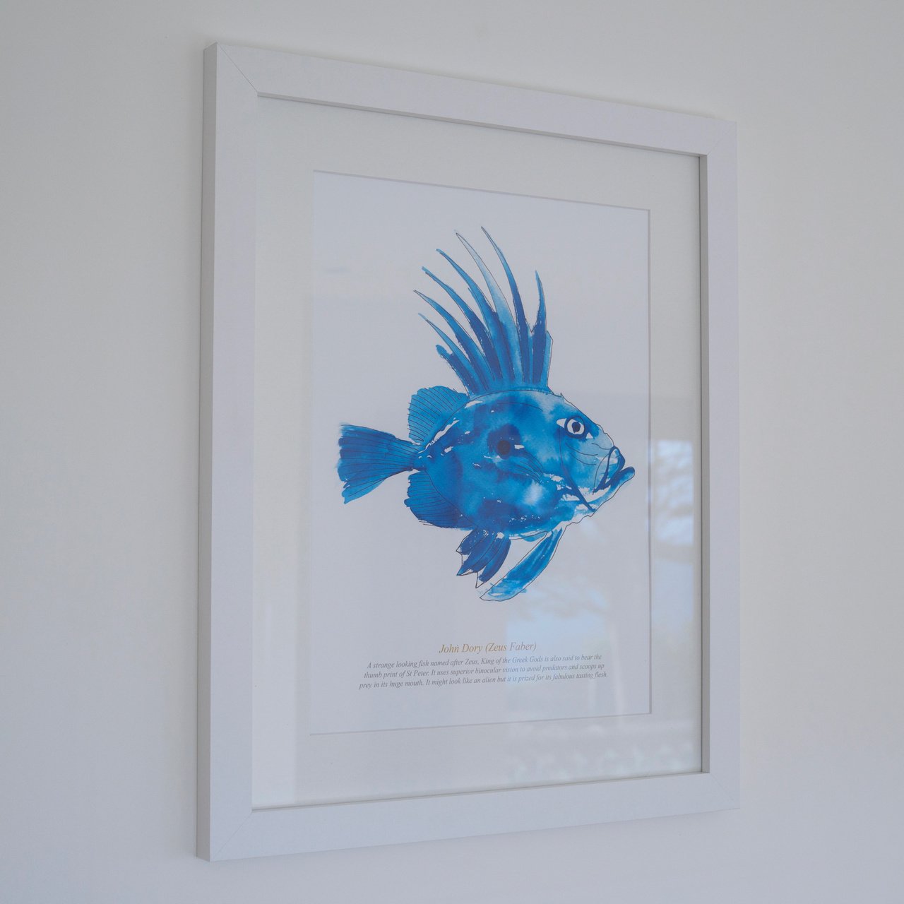 SeaKisses John Dory Large Framed SeaLife Print White Frame