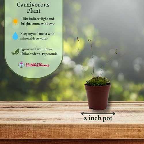 Miniatura 3 de BubbleBlooms Drosera, Sundews, Planta carnívora rara, en 2 pulgadas Pot Capensis Cape