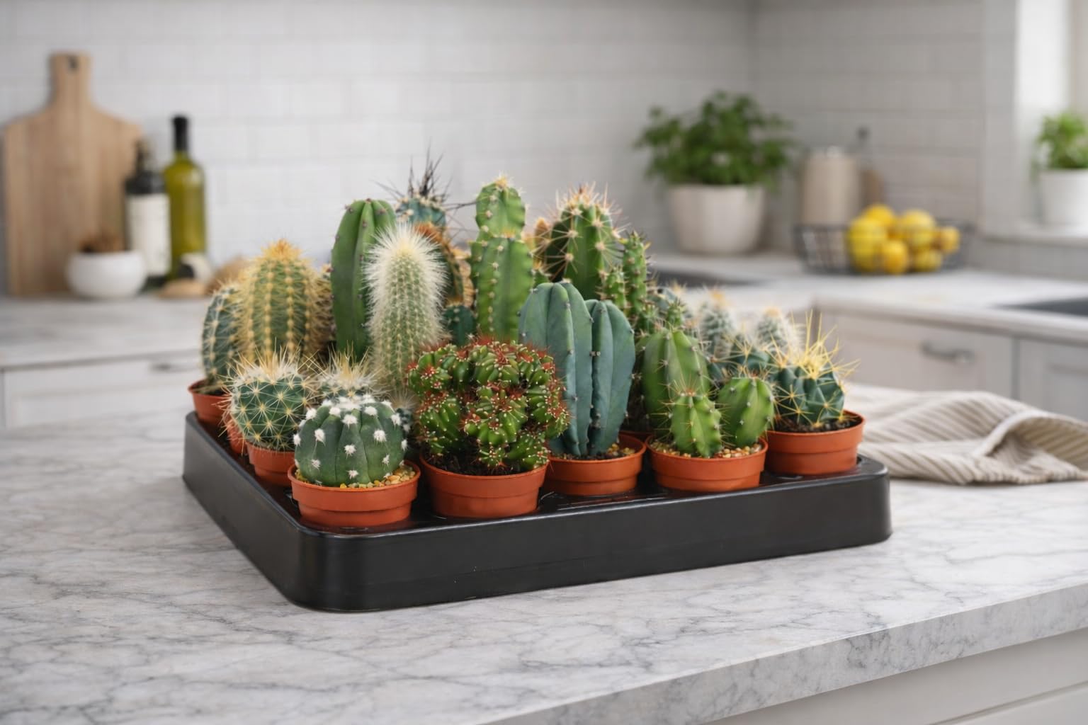 Mini-Kakteen Set mit 10 Sukkulenten 10-15 cm  Pflegeleichte Zimmerpflanzen  fr Ihr Zuhause  Grnes Pflanzen Set fr Dekoration und Luftverbesserung"  : Amazon.de: Garten