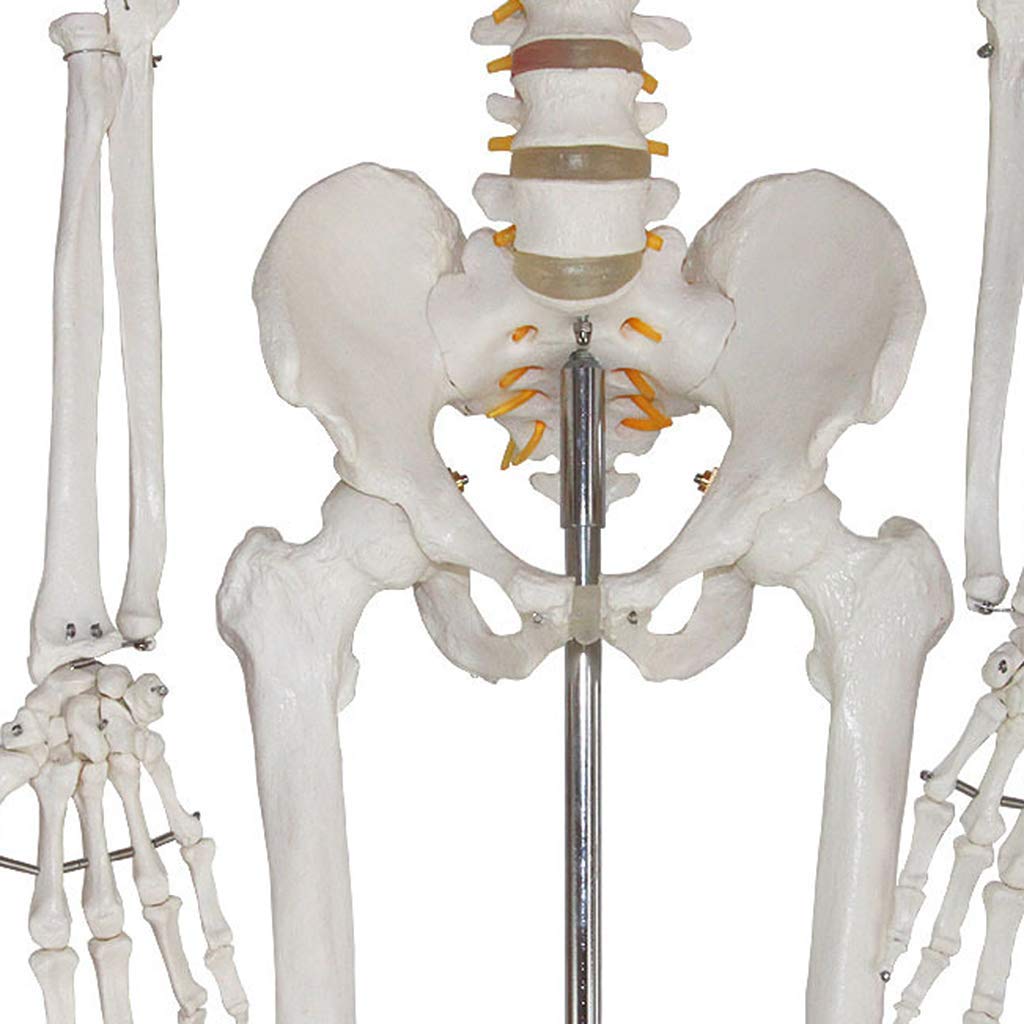 Amazon.co.jp: 175CM人間の骨格モデル全身の骨標本人間の骨モデル解剖 