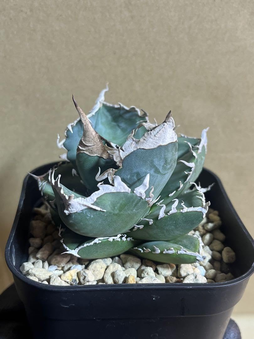 Amazon.com: agave titanota south africa diamond : 雜貨和美食