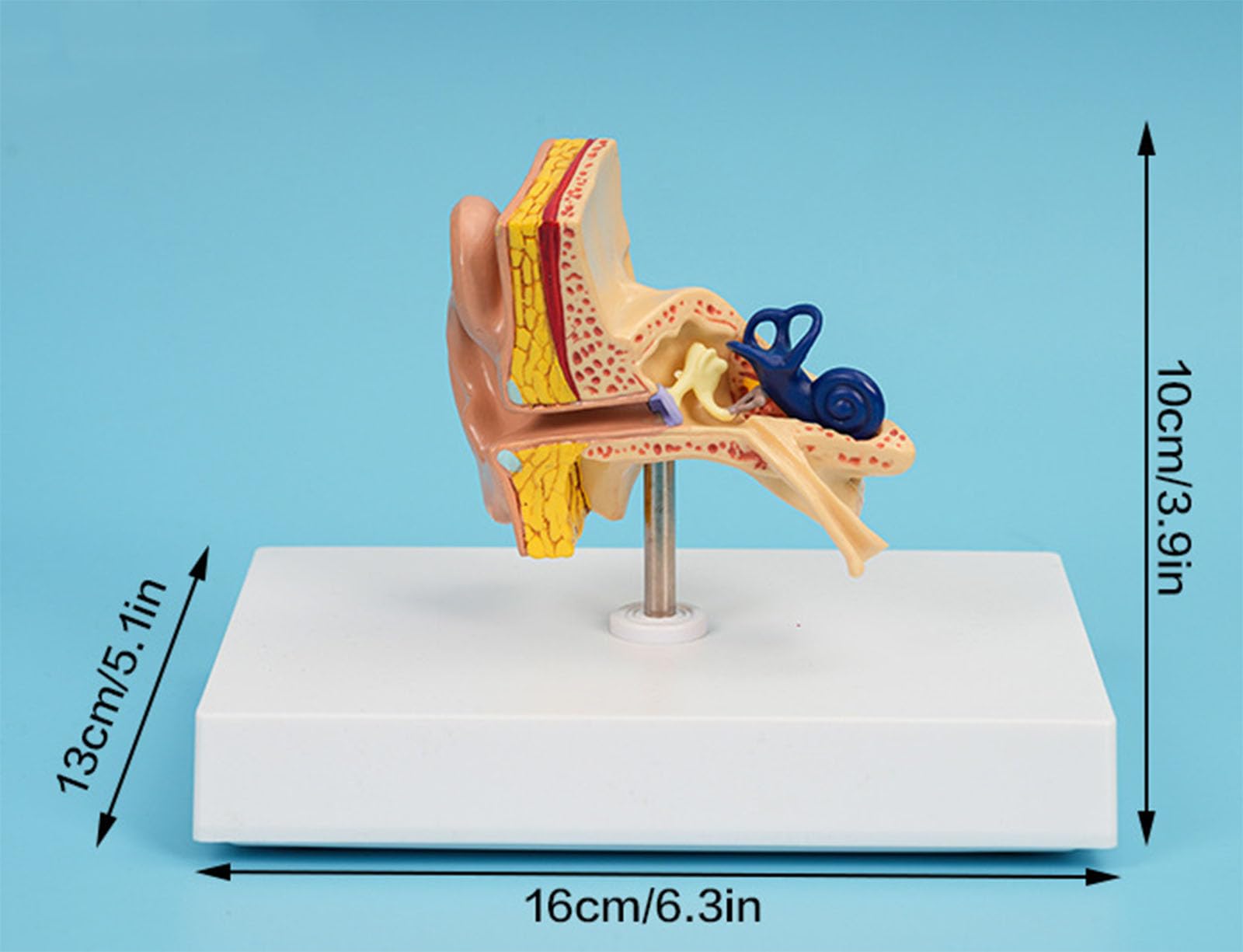 Model Anatomiczny Ucha Ludzkiego Zewnętrznego Środkowego Wewnętrznego Odłączalna Ślimak Kanały Półkoliste System Słuchowy Pomoc Dydaktyczna Laryngologia Z Oznakowanym Schematem
