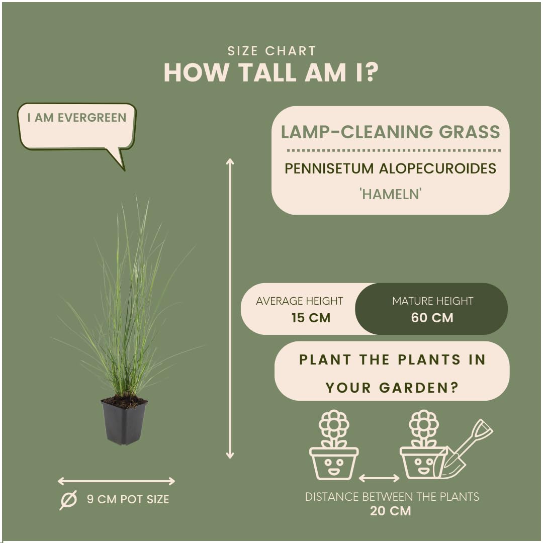 Plants by Frank Pennisetum Alopecuroides Hameln, 24 plantes, Ø 9 cm