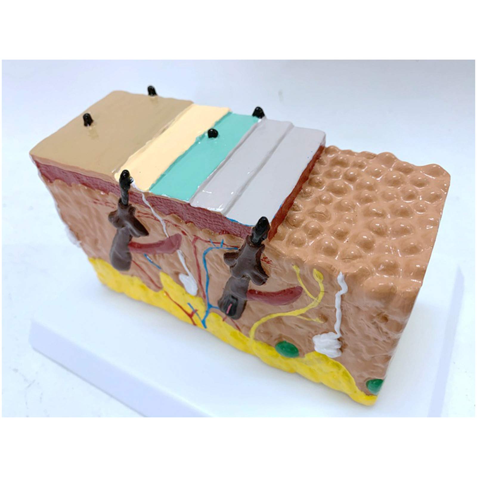 Anatomiczny Modele ludzkiej skóry,Modele przekrój skóry,Modele medyczne anatomiczny proces wzrostu włosów Modele medyczne mieszków włosowych,materiał PCW,do pokazania nauki nauki nauki